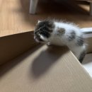 야옹아 멍멍해봐 상무점 이미지