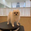 댕댕포유 이미지