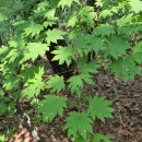 [73] 당단풍나무-단풍나무과 이미지