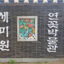 현대꽃나라 | 양평 세미원 연꽃축제 지금이 절정