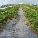 김성삼농장 이미지