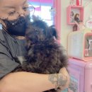 도그맘애견 이미지