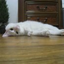 우리집 첫째 이미지