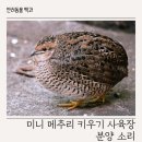 대한메추리 | 미니 메추리 키우기 사육장 분양 소리