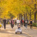 곡교천 은행나무길 이미지