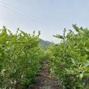 안평농장 이미지