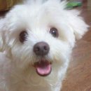 포포동물병원 이미지