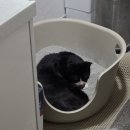 봄이온동물병원 네이버블로그