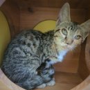 [입양완료] ฅ^•ﻌ•^ฅ *0세 냥냥이 * 경기-고양-2021-00590 ฅ^•ﻌ•^ฅ 이미지