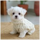 버디독 고양이분양 강아지분양 안심분양센터 인천점 이미지