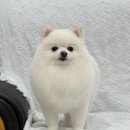 희야네 애견미용실 이미지