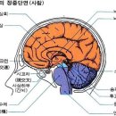 놔를 발달사키는 12가지 방법-88 이미지