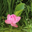 울미연꽃마을 이미지