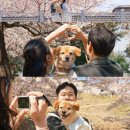 천사강아지 | 수원 행궁동 벚꽃 커플스냅 후기｜강아지와 함께한 남포루 동북각루 스팟, 담다유