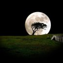 고목나무 이미지