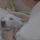 에이드동물병원 | 강남동물병원 에이드동물병원 병원 선택 기준 한눈에 정리