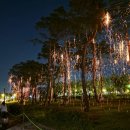 세종호수공원 제1주차장 | 세종 낙화축제 후기｜세종호수공원 밤하늘 아래 펼쳐진 몽환적인 불꽃비