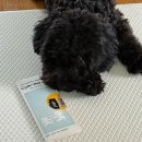 702 | 가정용 강아지소변검사키트 Cym702 사용 후기