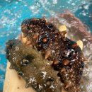 해녀언니네 이미지