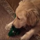 댕댕이,봄 이미지