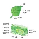 꽃의 역할.사계절,잎 구조,줄가(가지)기능,뿌리의 구조 이미지