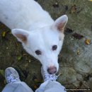 사랑쉼터의 집 | [김포/유기견봉사] 초보자도 쉽게 할 수 있는 &#39;하우네 쉼터&#39; 유기견 보호소 봉사 후기