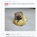 솔다 이미지