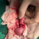 나은동물병원 이미지