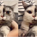 살구라는 이름의 고양이