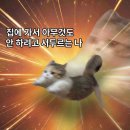 까치말진돗개농장 | 대학원생의 여름 일상 기록 : 터벅터벅 나의 일상