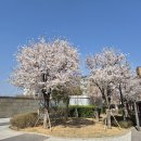 새동네 Daum카페