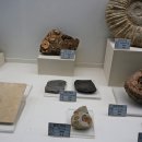 덕소자연사박물관 이미지