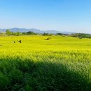 동호농장 | 2026 고창 청보리밭 축제 주차,개화현황: 올해 달라진 점