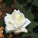 로얄(ROYAL) 이미지