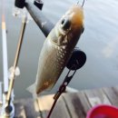 화성대어낚시터 이미지