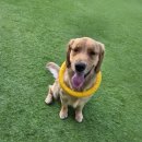 하이도그 | [내돈내산]용인 강아지 유치원. 하이테일 도그 아카데미