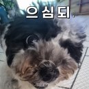 꼰띠고애견펜션1 네이버블로그