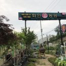 화분속야생화농원