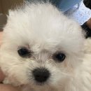 부산강아지분양 퍼피몰리 | 부산강아지분양: 인생 반려견 만날 수 있는 곳, 퍼피몰리 솔직 후기