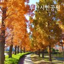 전포천 | 부산 시민공원 가을 단풍 메타세쿼이아 주차장 부산콘서트홀 가볼만한곳