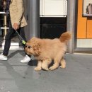 뽐모도로