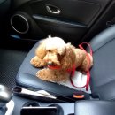 호텔스컴도그 화명점 이미지