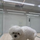 이정훈 강아지 하남본점 이미지