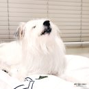 7391 | 강아지 보험 비교 : 메리츠 펫보험 vs 마이브라운 vs 카카오페이손해보험