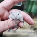 펫엔글라이더 인천점 이미지