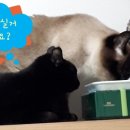 예빛파출넷 이미지