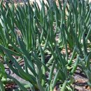 지탄농장 이미지