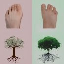 신체발란스운동건강연구소 - 서귀포시 중앙로 154 | 발가락통증, 엄지발가락틀어짐, 무지외반증 예방을 위한 발가락 운동용구 - 하임신체발란스운동건강연구소