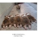 다 이미지