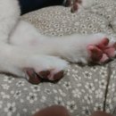 개멋 애견미용 이미지